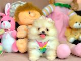 Micro Boy Ayıcık Surat Pomeranian Boo