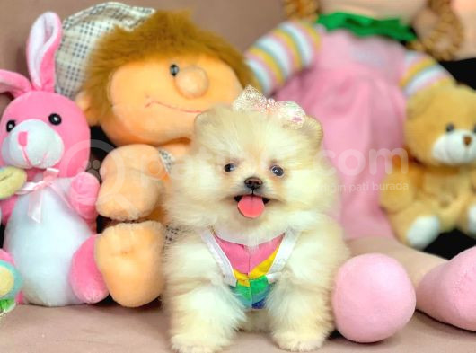 Micro Boy Ayıcık Surat Pomeranian Boo görsel