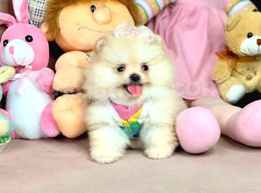 Micro Boy Ayıcık Surat Pomeranian Boo görsel