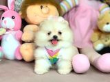Micro Boy Ayıcık Surat Pomeranian Boo