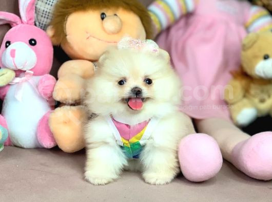 Micro Boy Ayıcık Surat Pomeranian Boo