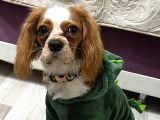 Oscar - Cavalier King Charles Spaniel