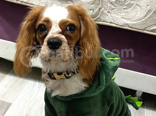 Oscar - Cavalier King Charles Spaniel görsel