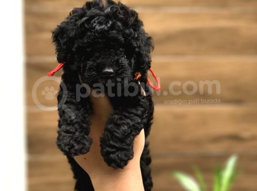 ÇOK ÖZEL SİYAH TOY POODLE YAVRULARIMIZ