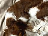 Oscar - Cavalier King Charles Spaniel