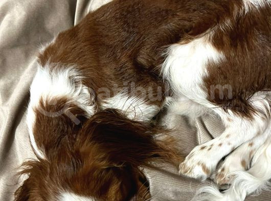 Oscar - Cavalier King Charles Spaniel görsel