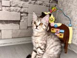 ÇOK ÖZEL EV ORTAMINDAN BRİTİSH SHORTHAİR YAVRUMUZ