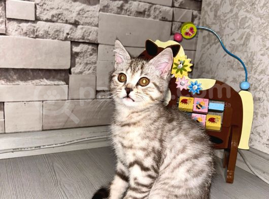 Çok Özel Ev Ortamindan Bri̇ti̇sh Shorthai̇r Yavrumuz
