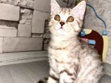 Çok Özel Ev Ortamindan Bri̇ti̇sh Shorthai̇r Yavrumuz