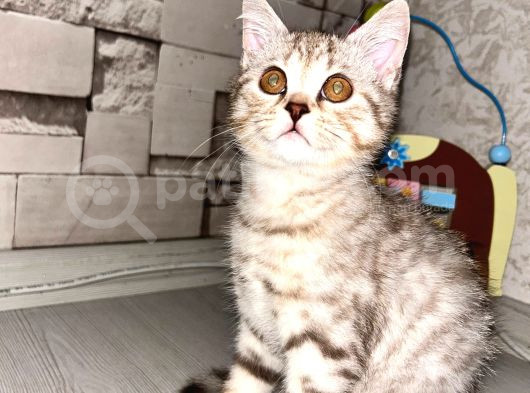 Çok Özel Ev Ortamindan Bri̇ti̇sh Shorthai̇r Yavrumuz görsel