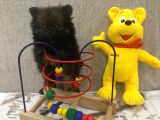 Çok Uygun Blacktan Pomeranian Bıcırık