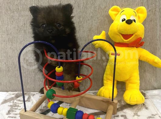 Çok Uygun Blacktan Pomeranian Bıcırık görsel