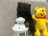 Çok Uygun Blacktan Pomeranian Bıcırık