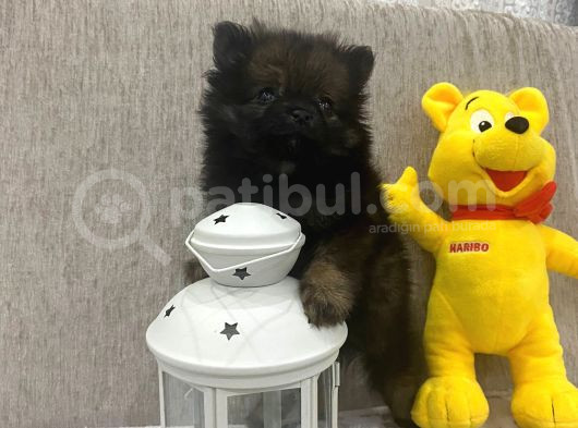 Çok Uygun Blacktan Pomeranian Bıcırık görsel