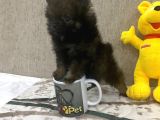 Çok Uygun Blacktan Pomeranian Bıcırık