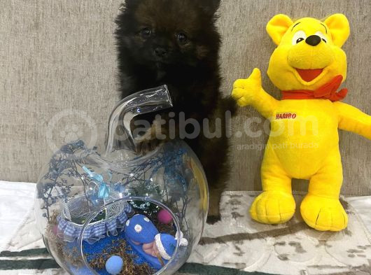 Çok Uygun Blacktan Pomeranian Bıcırık görsel