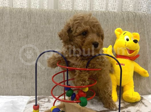 Sevimli Toy Bebekler görsel