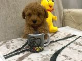 Sevimli Toy Bebekler