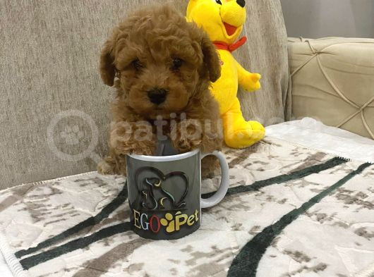 Sevimli Toy Bebekler