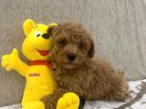 Sevimli Toy Bebekler
