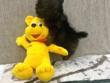 Çok Uygun Blacktan Pomeranian Bıcırık