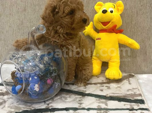 Sevimli Toy Bebekler görsel