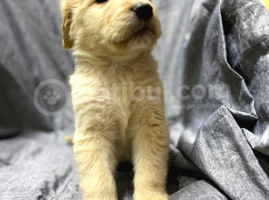 Safkan Golden Retriever Bebekler