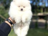 Ayi Surat Kar Beyaz Pomeranian Boo