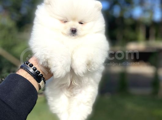 Ayi Surat Kar Beyaz Pomeranian Boo görsel
