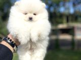 Ayi Surat KAR BEYAZ Pomeranian boo