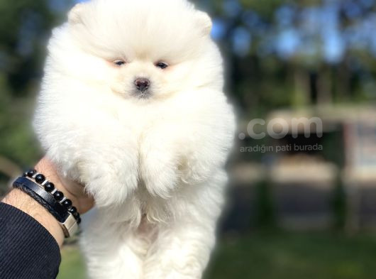 Ayi Surat Kar Beyaz Pomeranian Boo
