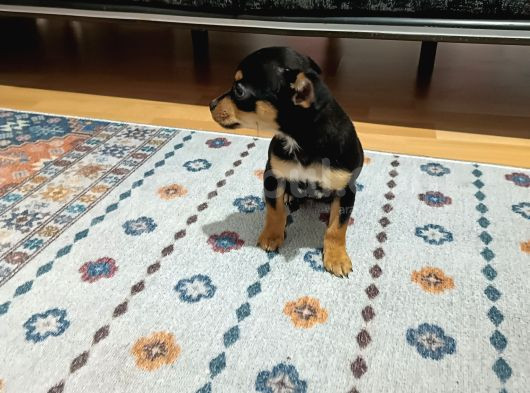 Minyatür Pincher görsel
