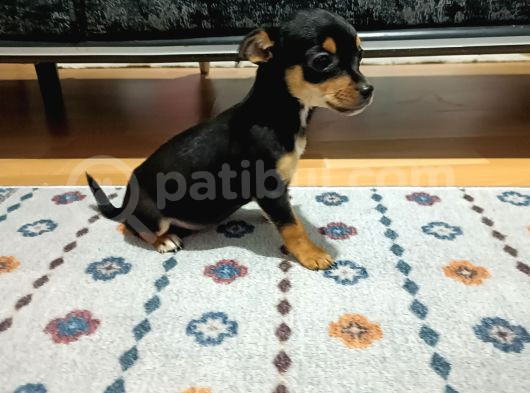 Minyatür Pincher görsel