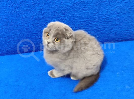 Mükemmel Bi̇r Güzelli̇k Tesli̇me Hazirdir görsel