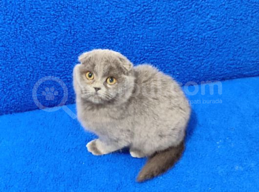 Mükemmel Bi̇r Güzelli̇k Tesli̇me Hazirdir görsel