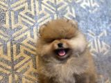 Teddy Bear Face Pomeranian Boo 