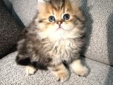 Eşsiz Güzellikte British Longhair Black Golden