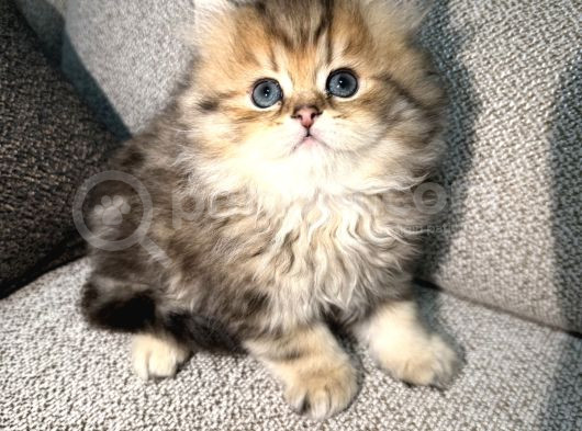 Eşsiz Güzellikte British Longhair Black Golden görsel
