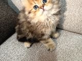 Eşsiz Güzellikte British Longhair Black Golden