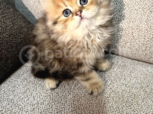 Eşsiz Güzellikte British Longhair Black Golden görsel