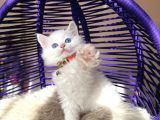 British Longhair Kar Beyazı Yavrular
