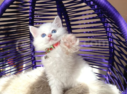 British Longhair Kar Beyazı Yavrular görsel