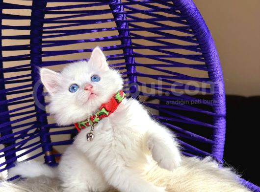British Longhair Kar Beyazı Yavrular