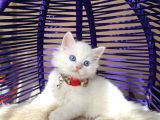 British Longhair Kar Beyazı Yavrular