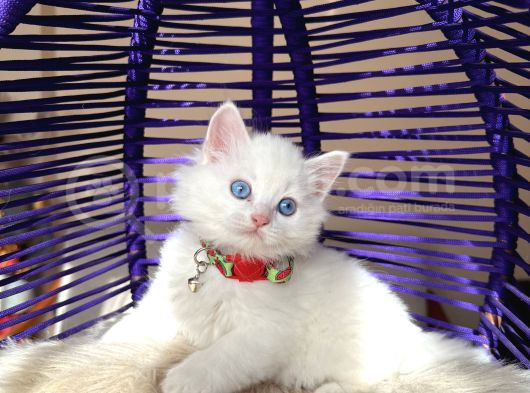 British Longhair Kar Beyazı Yavrular görsel
