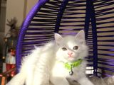 British Longhair Kar Beyazı Yavrular