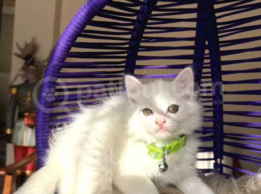 British Longhair Kar Beyazı Yavrular görsel