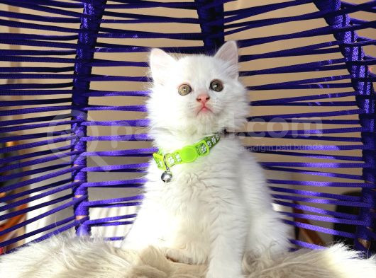 British Longhair Kar Beyazı Yavrular görsel
