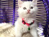 British Longhair Kar Beyazı Yavrular