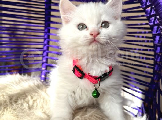 British Longhair Kar Beyazı Yavrular görsel